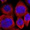 Spalt Like Transcription Factor 2 antibody, NBP2-13276, Novus Biologicals, Immunofluorescence image 
