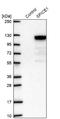 Spindle And Centriole Associated Protein 1 antibody, NBP2-39035, Novus Biologicals, Western Blot image 