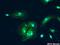Insulin Degrading Enzyme antibody, ab32216, Abcam, Immunofluorescence image 
