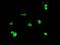 Ubiquitin Specific Peptidase 36 antibody, NBP2-03830, Novus Biologicals, Immunofluorescence image 