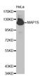 Microtubule Associated Protein 1S antibody, STJ24460, St John
