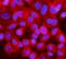 Interferon Regulatory Factor 3 antibody, A00165-6, Boster Biological Technology, Immunofluorescence image 