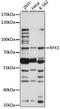 Regulatory Factor X3 antibody, LS-C750280, Lifespan Biosciences, Western Blot image 