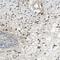 Collagen Type III Alpha 1 Chain antibody, NBP1-84007, Novus Biologicals, Immunohistochemistry frozen image 