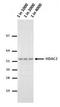 Histone Deacetylase 2 antibody, MA5-18061, Invitrogen Antibodies, Western Blot image 