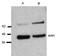 Perforin 1 antibody, 14-9993-82, Invitrogen Antibodies, Western Blot image 