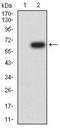 Growth Hormone Releasing Hormone Receptor antibody, orb157137, Biorbyt, Western Blot image 