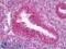 Thioredoxin antibody, LS-B7071, Lifespan Biosciences, Immunohistochemistry paraffin image 
