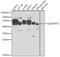 Farnesyl-Diphosphate Farnesyltransferase 1 antibody, GTX53976, GeneTex, Western Blot image 