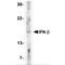 Interferon Beta 1 antibody, MBS151156, MyBioSource, Western Blot image 