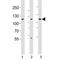 Janus Kinase 1 antibody, F52601-0.4ML, NSJ Bioreagents, Western Blot image 