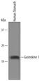 Gastrokine 1 antibody, AF6395, R&D Systems, Western Blot image 