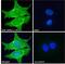 Sortilin-related receptor antibody, 46-418, ProSci, Immunofluorescence image 