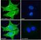 Sortilin Related Receptor 1 antibody, 46-418, ProSci, Immunofluorescence image 