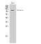 Cortactin antibody, STJ92428, St John