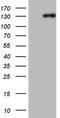 Neurofilament Medium antibody, LS-C339771, Lifespan Biosciences, Western Blot image 