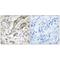 Transcription Elongation Factor A Like 3 antibody, A15762, Boster Biological Technology, Immunohistochemistry paraffin image 