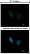 Phosphorylase Kinase Regulatory Subunit Alpha 1 antibody, GTX109401, GeneTex, Immunofluorescence image 