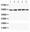 Caspase 8 antibody, LS-C357519, Lifespan Biosciences, Western Blot image 