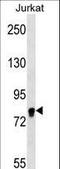 Eukaryotic Translation Initiation Factor 4B antibody, LS-C167696, Lifespan Biosciences, Western Blot image 