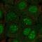 Chromosome 10 Open Reading Frame 67 antibody, PA5-65205, Invitrogen Antibodies, Immunofluorescence image 