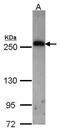 Collagen Type III Alpha 1 Chain antibody, PA5-27828, Invitrogen Antibodies, Western Blot image 