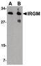Immunity Related GTPase M antibody, PA5-20508, Invitrogen Antibodies, Western Blot image 