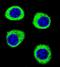 Integrator Complex Subunit 11 antibody, PA5-35035, Invitrogen Antibodies, Immunofluorescence image 