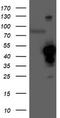 Heme Oxygenase 2 antibody, TA503813, Origene, Western Blot image 