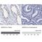 Spermatogenesis Associated 19 antibody, NBP2-31979, Novus Biologicals, Immunohistochemistry paraffin image 