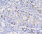 Cyclin D1 antibody, 13-786, ProSci, Immunohistochemistry paraffin image 