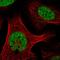 Scaffold Attachment Factor B antibody, HPA020076, Atlas Antibodies, Immunofluorescence image 