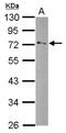 Glycerol-3-Phosphate Dehydrogenase 2 antibody, LS-C155376, Lifespan Biosciences, Western Blot image 