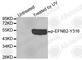 Ephrin B2 antibody, AP0338, ABclonal Technology, Western Blot image 