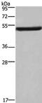 Eukaryotic Translation Initiation Factor 3 Subunit F antibody, PA5-50402, Invitrogen Antibodies, Western Blot image 