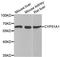 Cytochrome P450 Family 51 Subfamily A Member 1 antibody, GTX53971, GeneTex, Western Blot image 