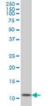 Obestatin antibody, LS-B5465, Lifespan Biosciences, Western Blot image 