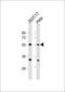Aladin WD Repeat Nucleoporin antibody, LS-C393112, Lifespan Biosciences, Western Blot image 