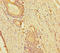 Kelch Like Family Member 38 antibody, LS-C395327, Lifespan Biosciences, Immunohistochemistry paraffin image 