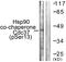 Cell Division Cycle 37 antibody, PA5-38597, Invitrogen Antibodies, Western Blot image 