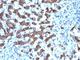 Carbamoyl-Phosphate Synthase 1 antibody, V2467-100UG, NSJ Bioreagents, Immunofluorescence image 