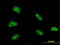 Zinc finger homeobox protein 3 antibody, LS-C196706, Lifespan Biosciences, Immunofluorescence image 