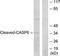 Caspase 6 antibody, LS-C121031, Lifespan Biosciences, Western Blot image 