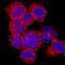 Solute Carrier Family 3 Member 2 antibody, MAB5920, R&D Systems, Immunocytochemistry image 