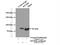 Myb Like, SWIRM And MPN Domains 1 antibody, 20078-1-AP, Proteintech Group, Immunoprecipitation image 