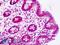 Peptidylprolyl Isomerase C antibody, LS-B8969, Lifespan Biosciences, Immunohistochemistry frozen image 