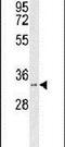 Hydroxysteroid 17-Beta Dehydrogenase 11 antibody, PA5-26800, Invitrogen Antibodies, Western Blot image 