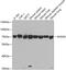 Annexin A6 antibody, GTX30050, GeneTex, Western Blot image 