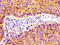 Flotillin 1 antibody, CSB-PA008727LA01HU, Cusabio, Immunohistochemistry frozen image 