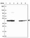 Stomatin Like 2 antibody, PA5-63999, Invitrogen Antibodies, Western Blot image 
